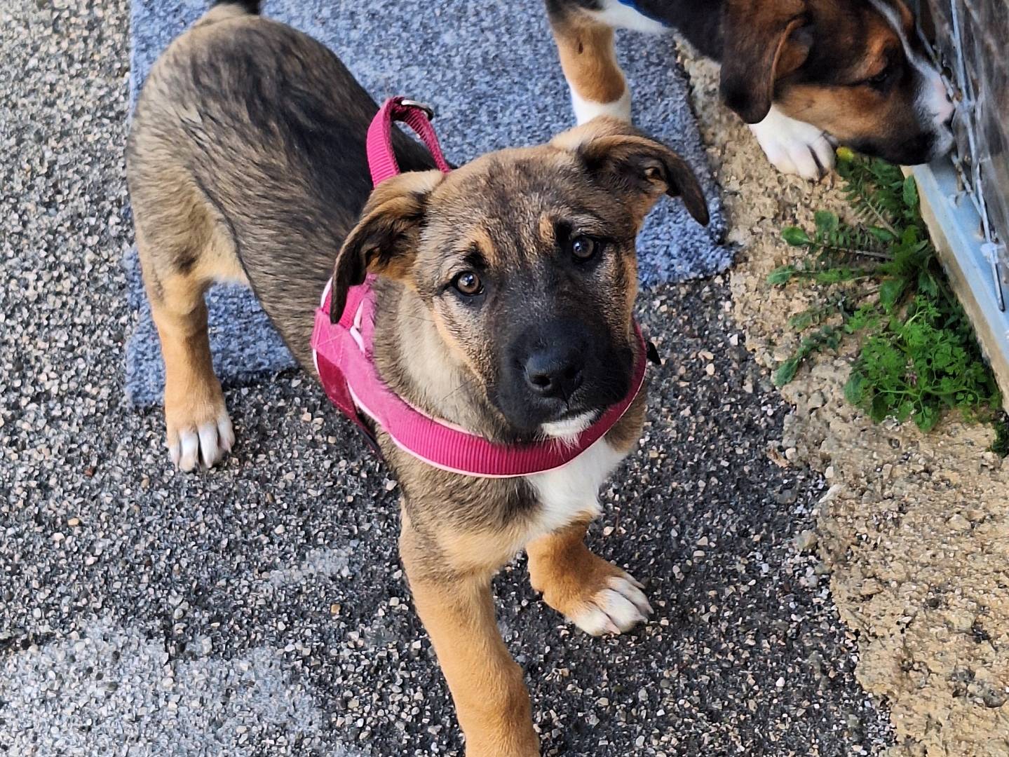 Adozione cane, femmina, Razza sconosciuta Razza sconosciuta, 4 mesi, taglia media, Asti