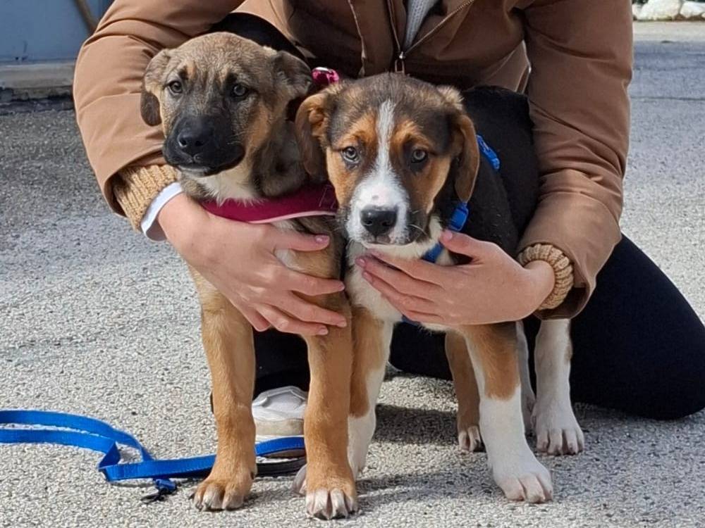 Adotta un cane, femmina, 4 mesi, Asti