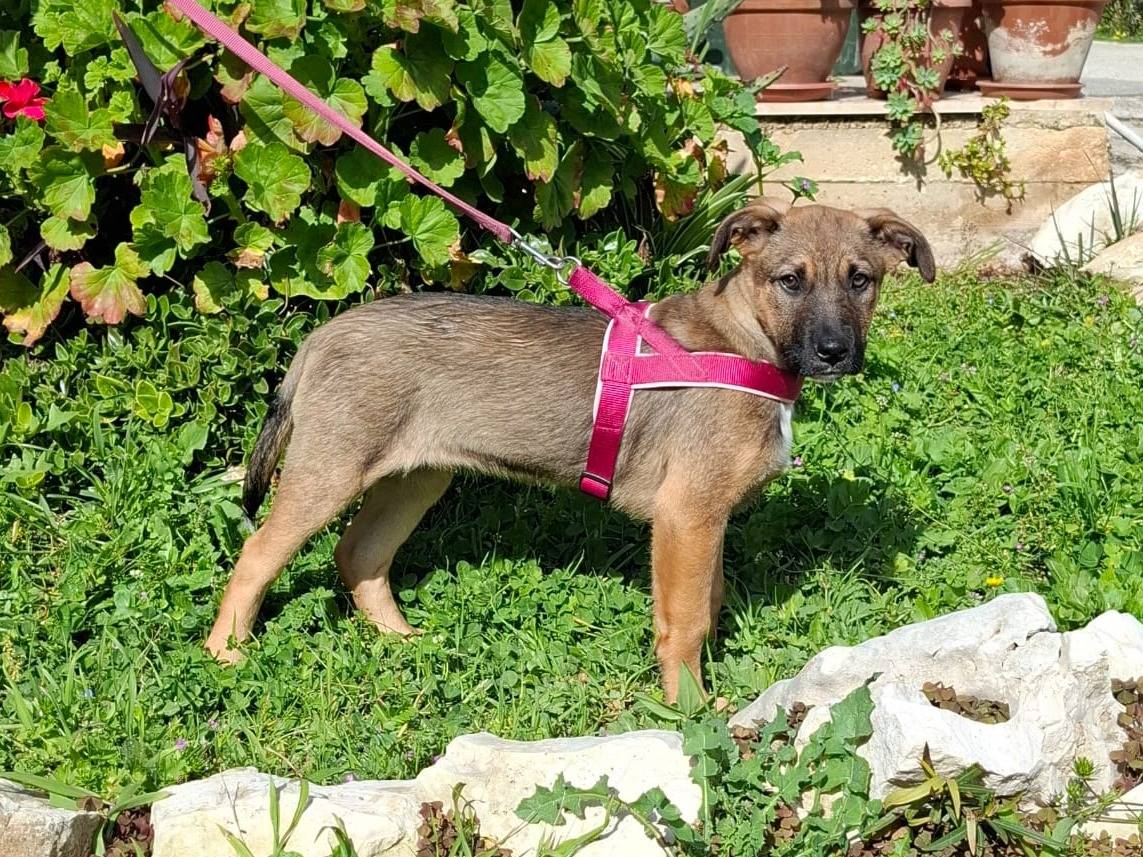 Adotta un cane, taglia media, femmina, Asti