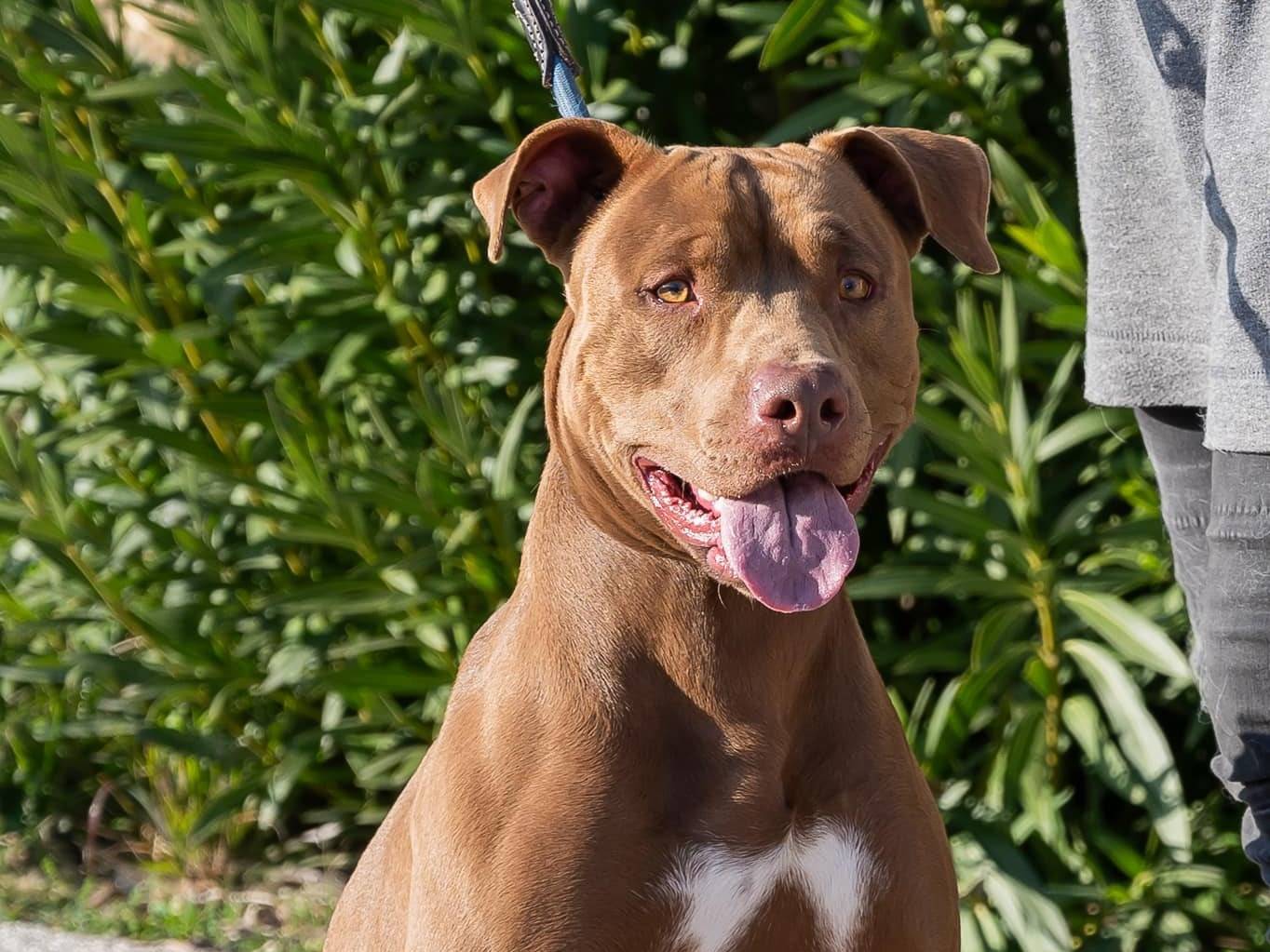 Adozione cane, maschio, Razza sconosciuta Razza sconosciuta, 3 anni e 2 mesi, taglia grande, Bari