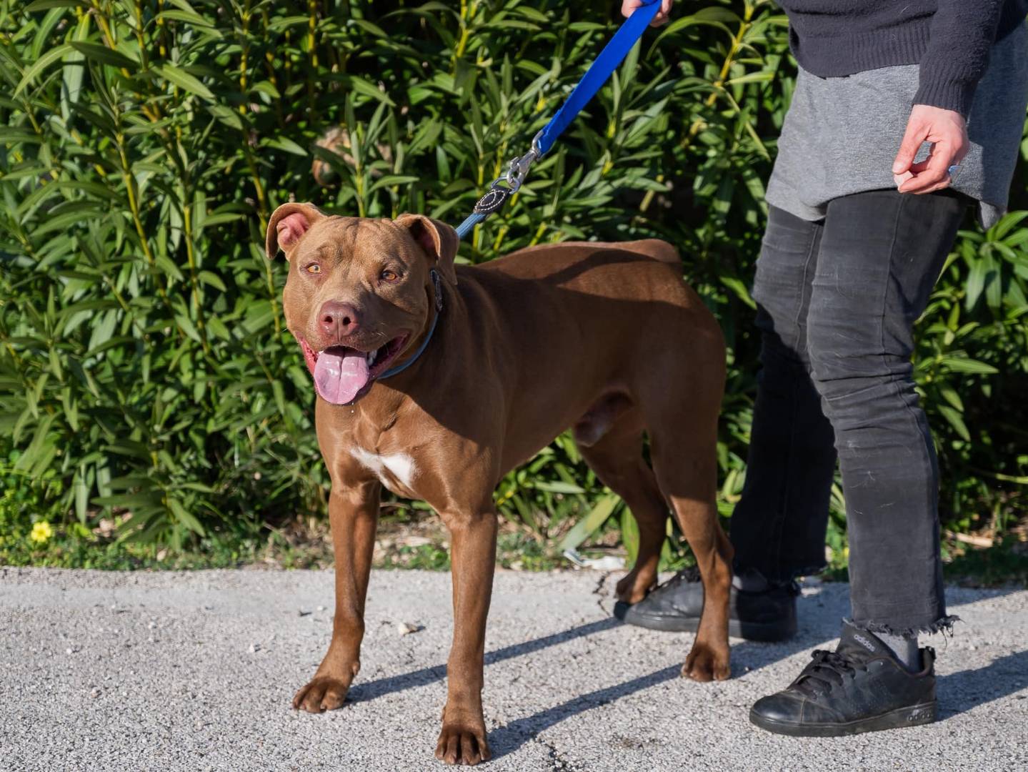 Adotta un cane, maschio, 3 anni e 2 mesi, Bari