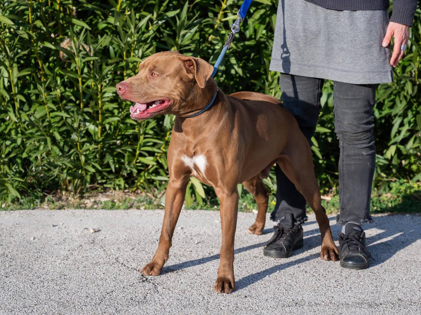 Adotta un cane, taglia grande, maschio, Bari