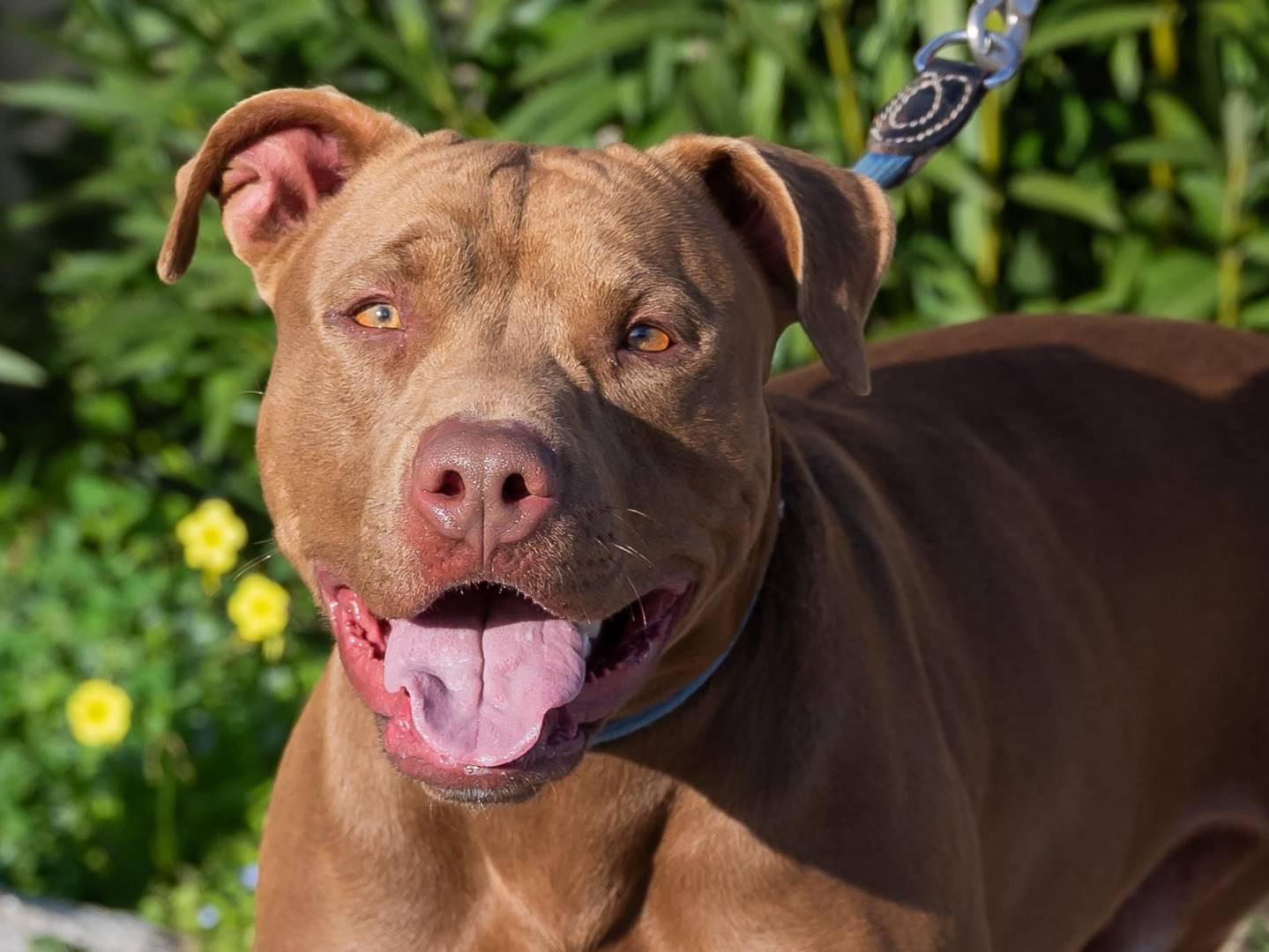 Adotta il cane Jago a Bari