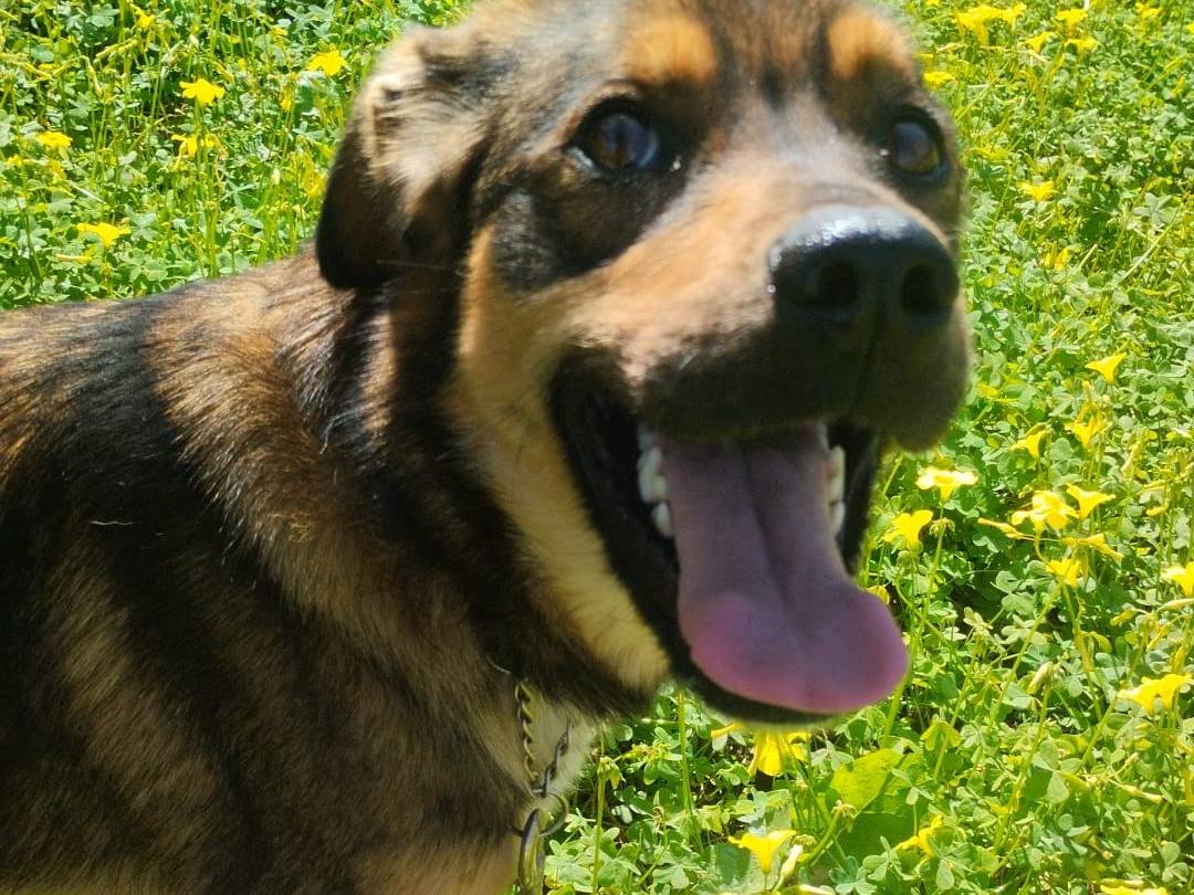 Adozione cane, femmina, Razza sconosciuta Razza sconosciuta, 1 anno, taglia media, Como