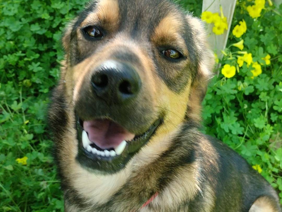 Adotta un cane, femmina, 1 anno, Como