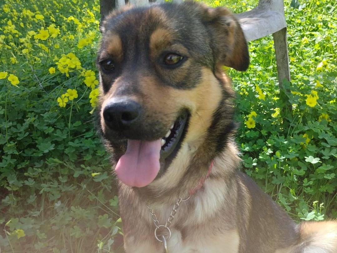 Adotta un cane, taglia media, femmina, Como