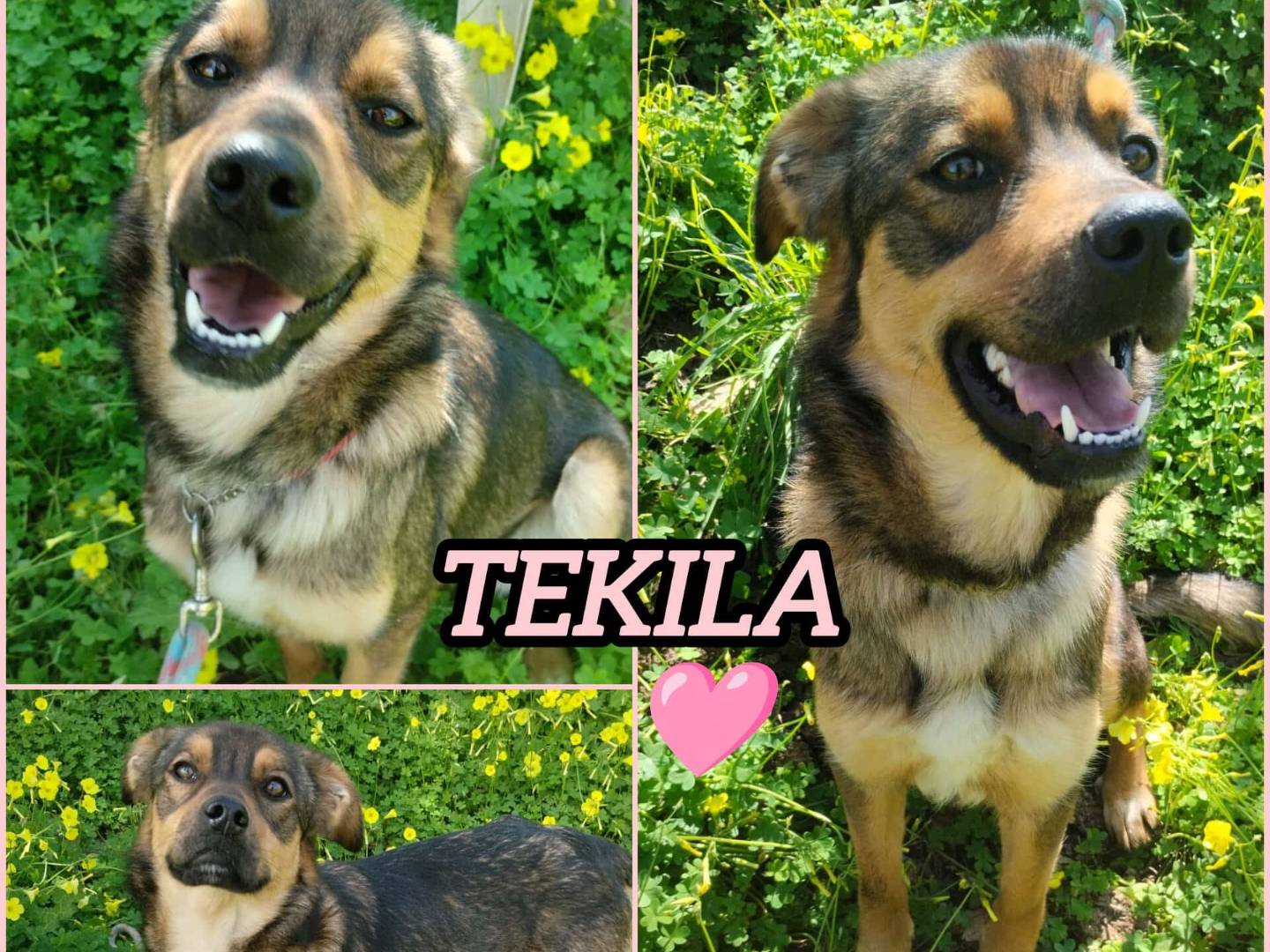 Vuoi adottare un cane a Como?