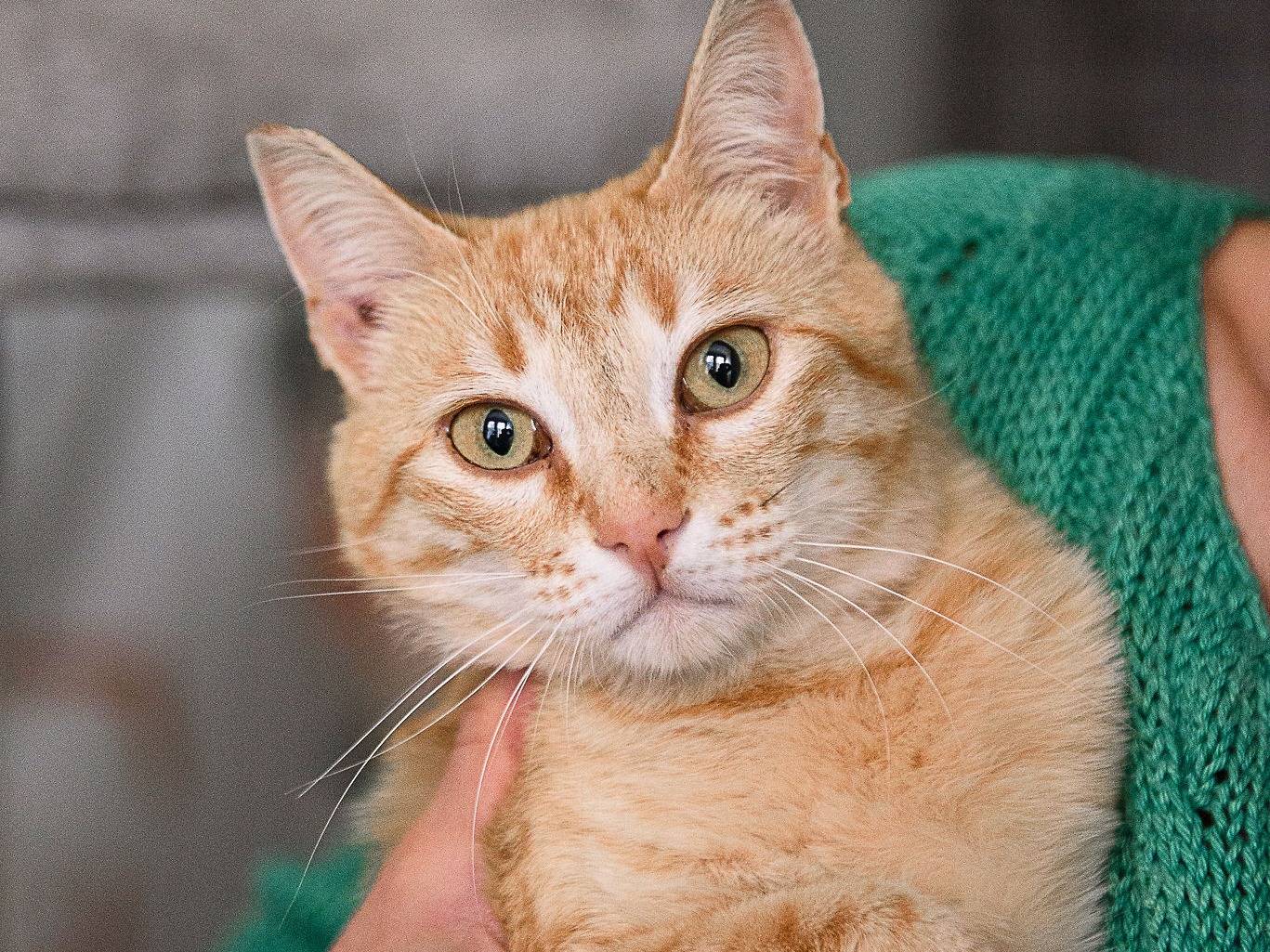 Adozione gatto, femmina, Razza sconosciuta Razza sconosciuta, 1 anno e 1 mese, taglia non valida, Cremona