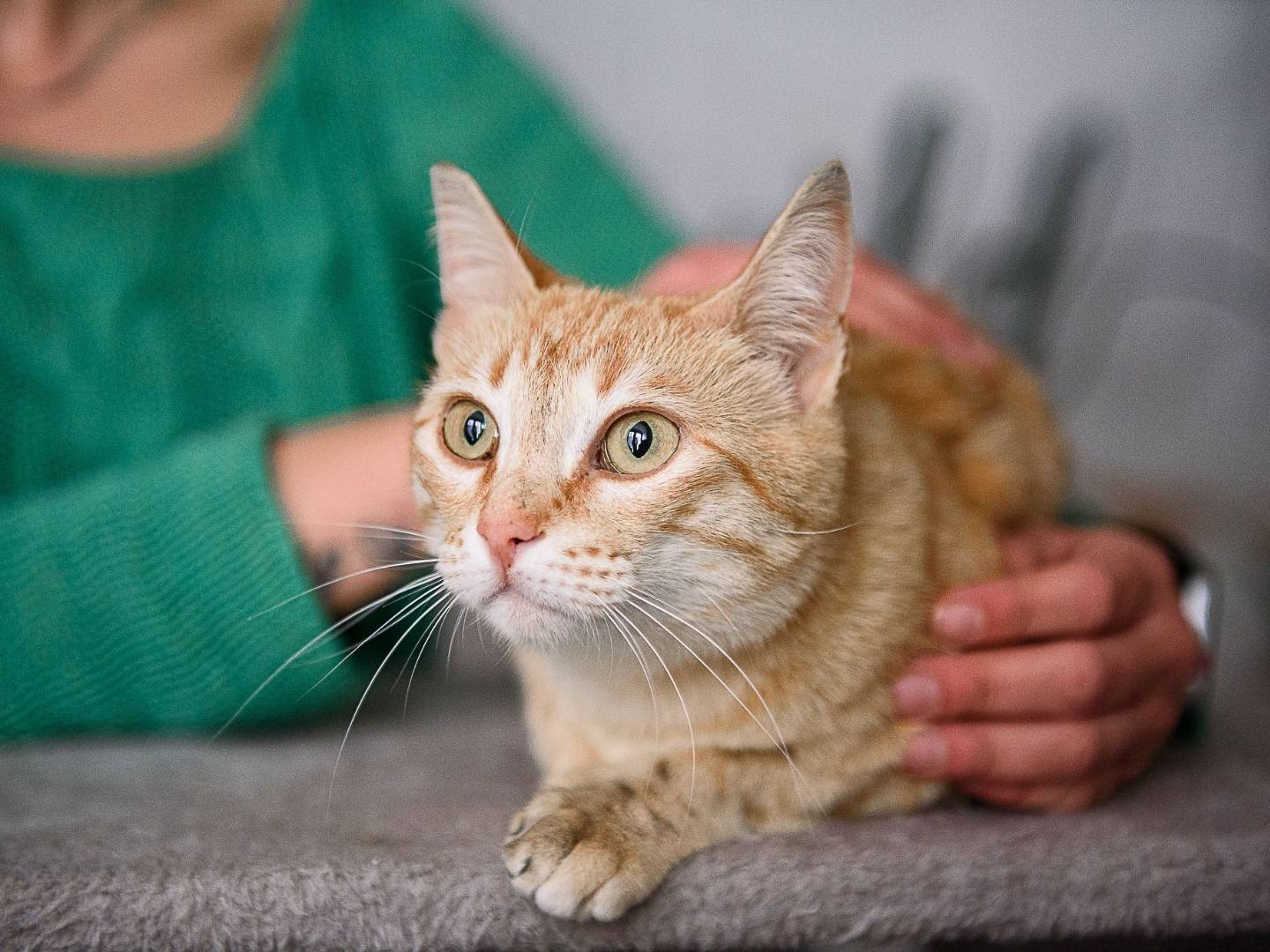 Adotta un gatto, femmina, 1 anno e 1 mese, Cremona