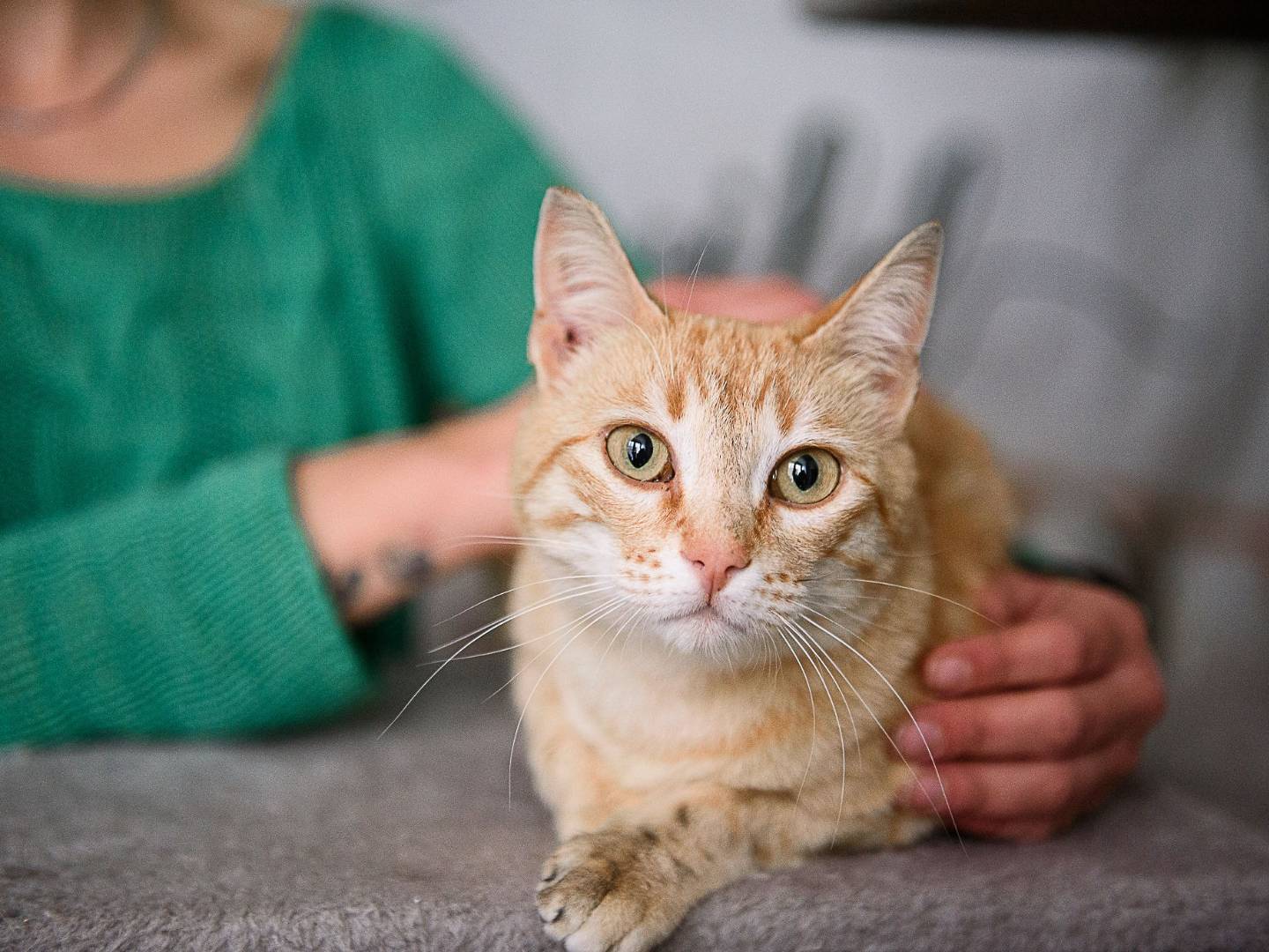 Adotta un gatto, taglia non valida, femmina, Cremona