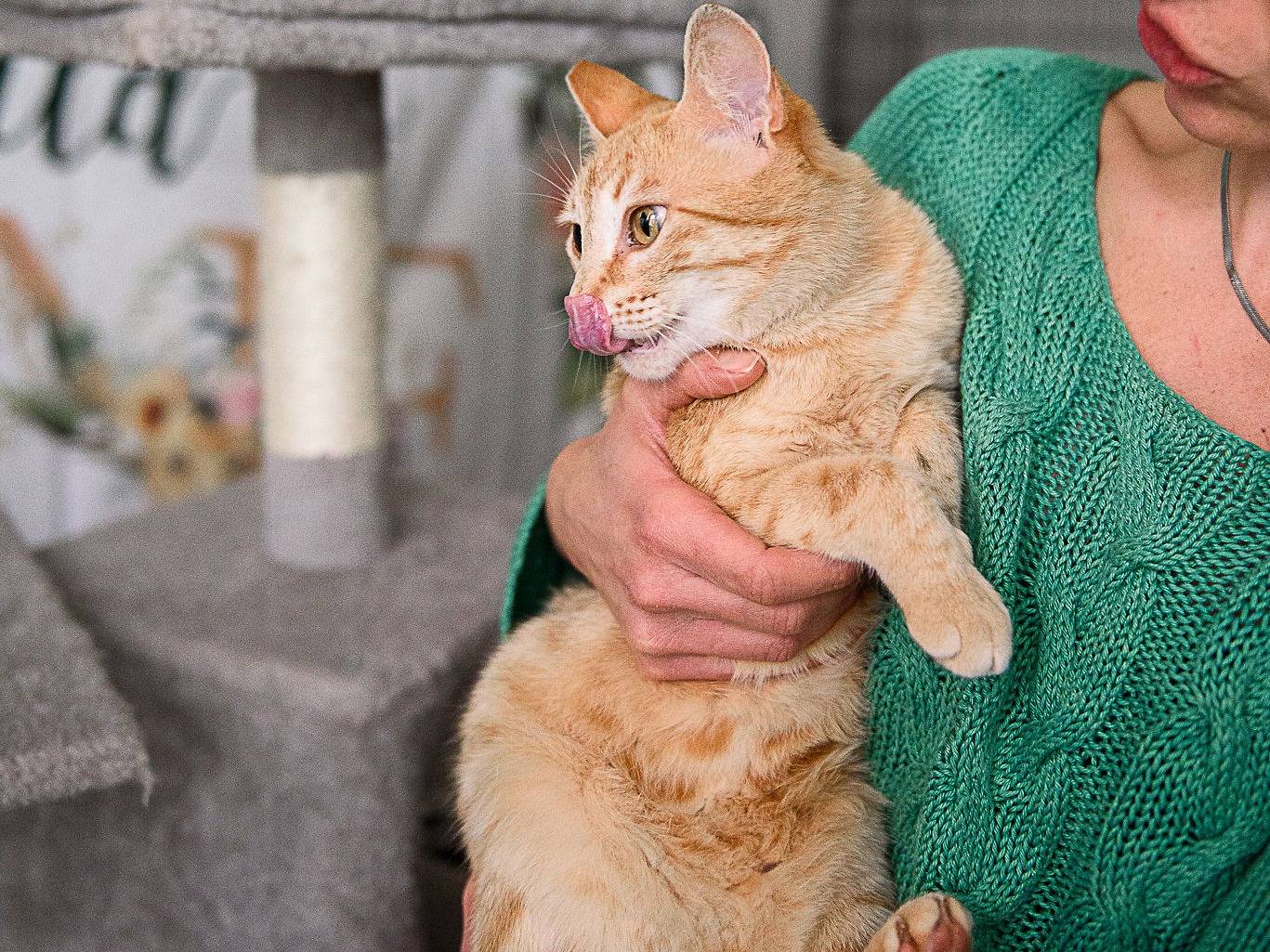 Vuoi adottare un gatto a Cremona?