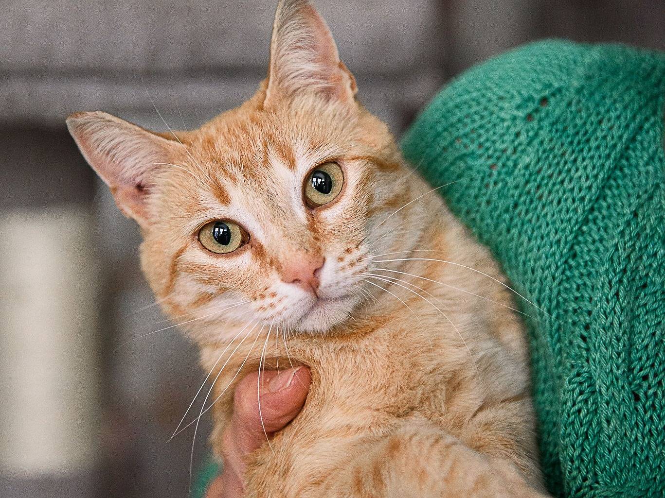 Adotta il gatto Cherry a Cremona