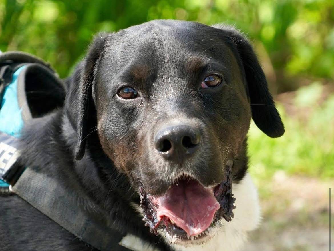 Adozione cane, maschio, Razza sconosciuta Razza sconosciuta, 6 anni e 4 mesi, taglia grande, Bergamo