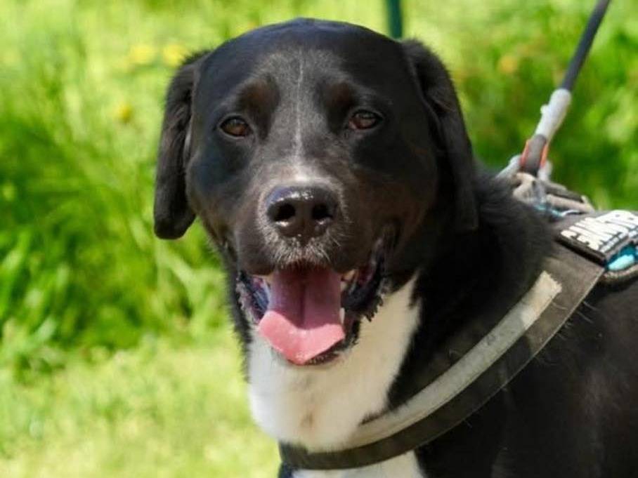 Adotta un cane, maschio, 6 anni e 4 mesi, Bergamo