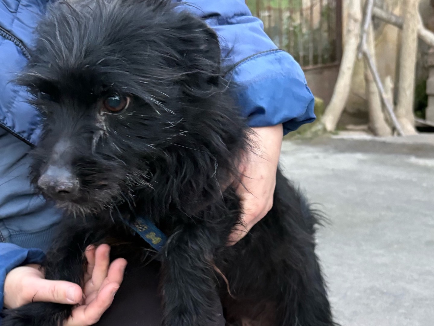 Adotta un cane, maschio, 2 anni e 3 mesi, Siracusa