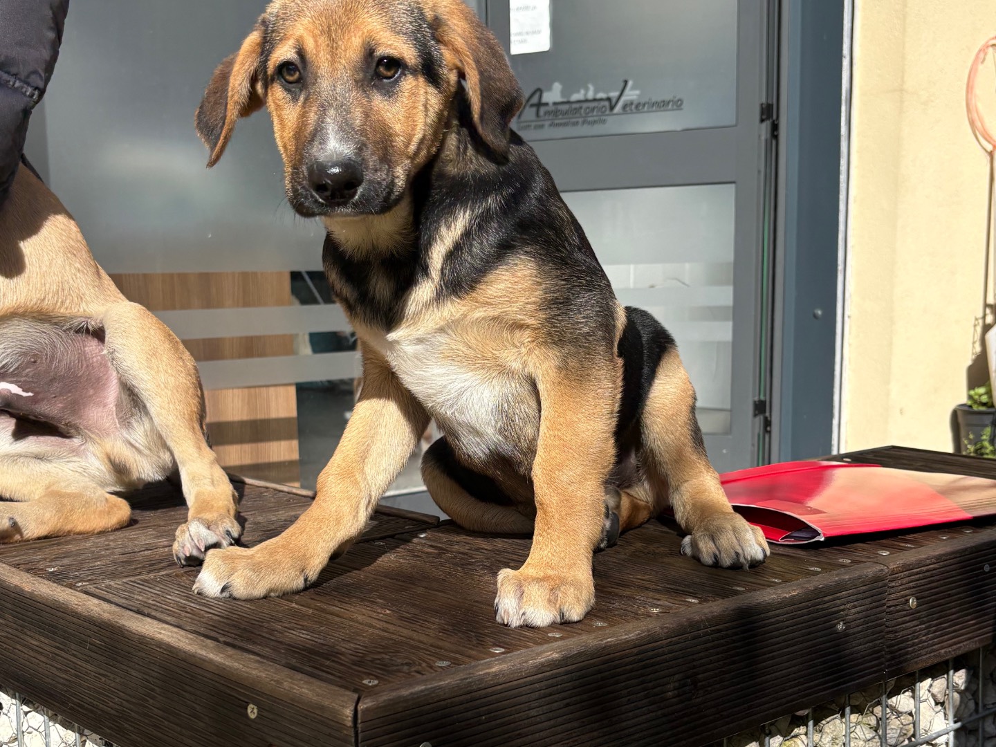 Adozione cane, maschio, Pastore Belga Laekenois Razza sconosciuta, 3 mesi, taglia media, Siracusa