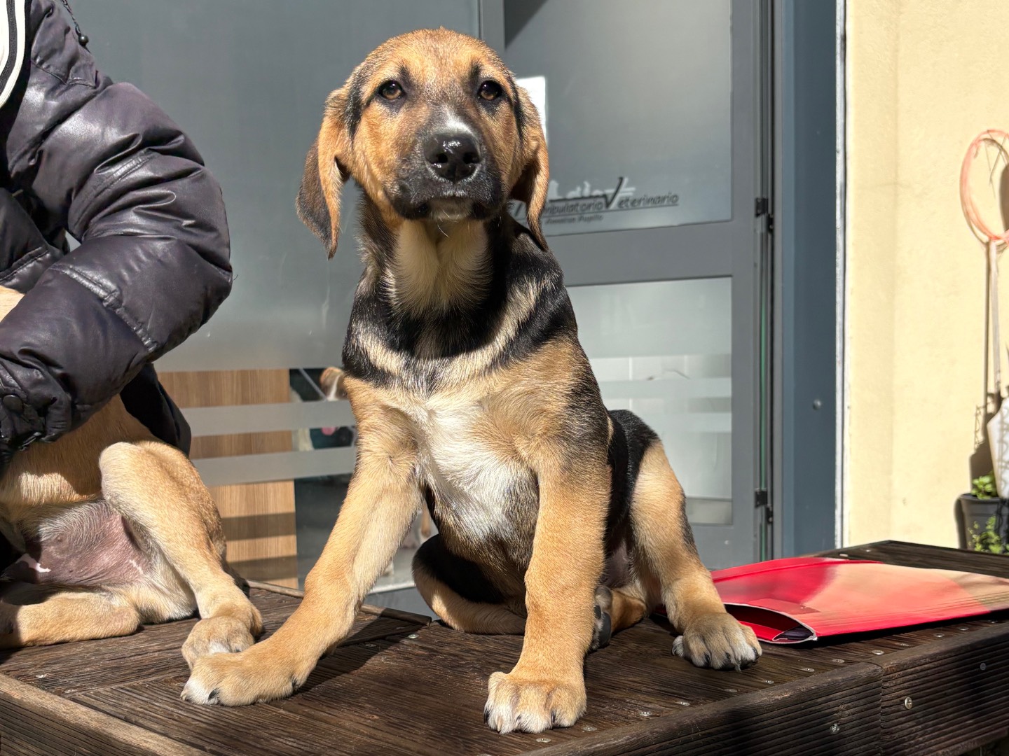 Adotta un cane, maschio, 3 mesi, Siracusa