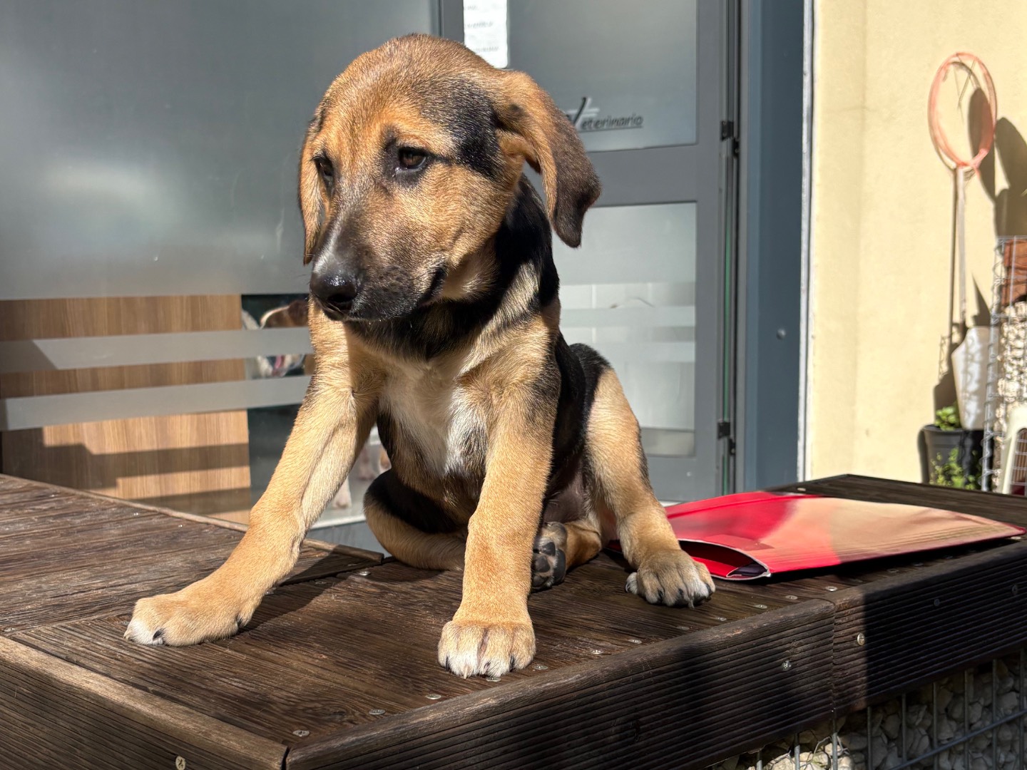Adotta un cane, taglia media, maschio, Siracusa