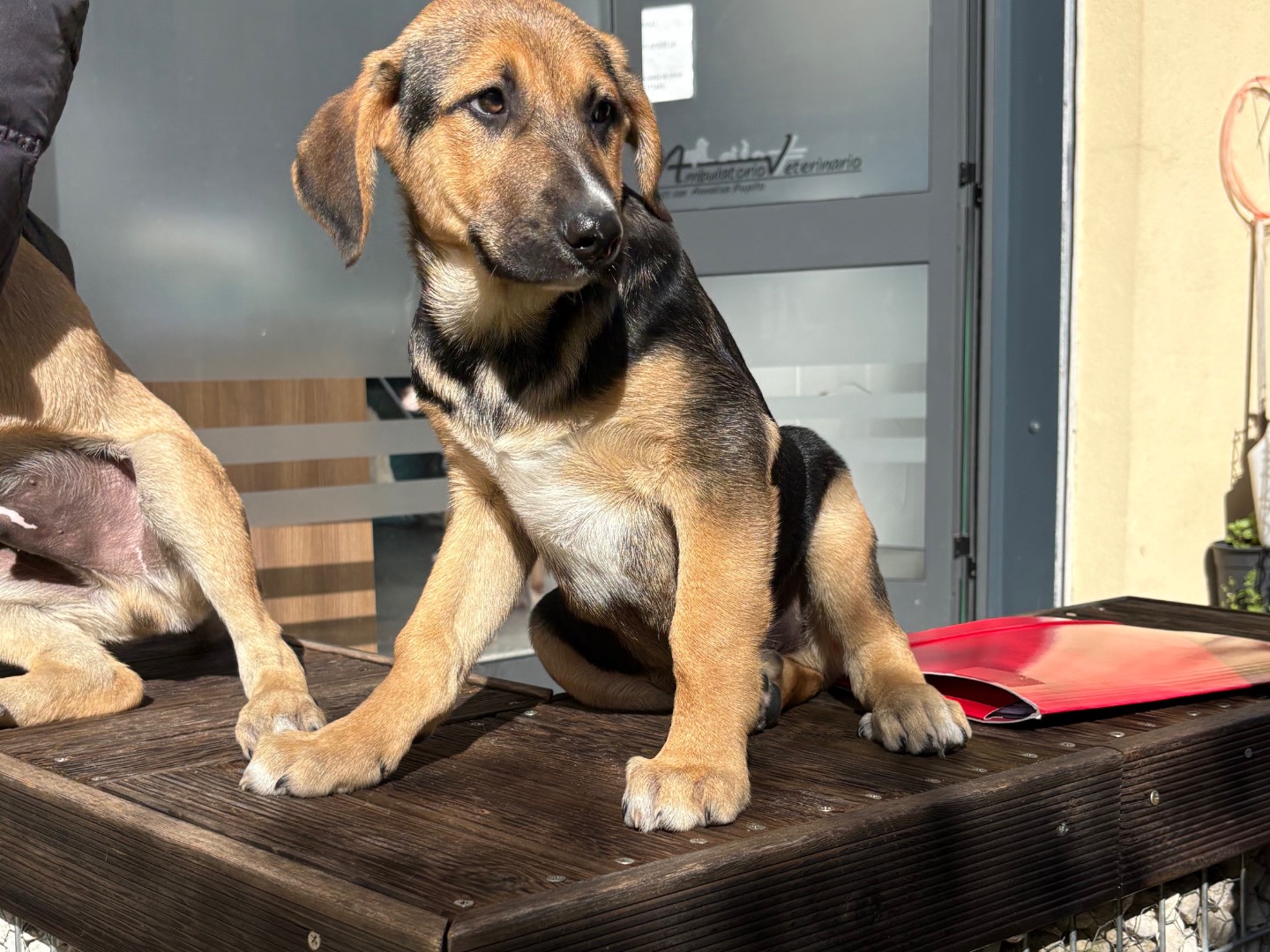 Vuoi adottare un cane a Siracusa?