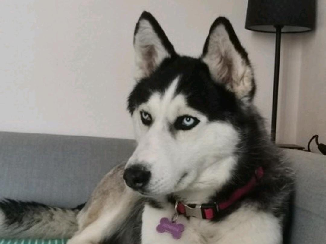 Adozione cane, femmina, Siberian Husky Razza sconosciuta, 5 anni e 9 mesi, taglia grande, Genova