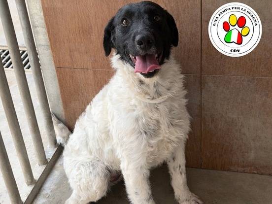Adozione cane, femmina, Razza sconosciuta Razza sconosciuta, 3 anni e 10 mesi, taglia media contenuta, Milano