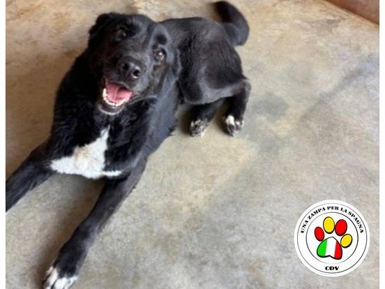 Adozione cane, femmina, Razza sconosciuta Razza sconosciuta, 3 anni e 1 mese, taglia media, Milano