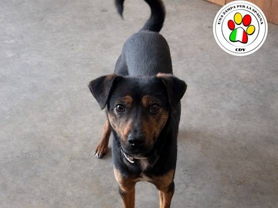 Adozione cane, femmina, Razza sconosciuta Razza sconosciuta, 2 anni, taglia piccola, Milano