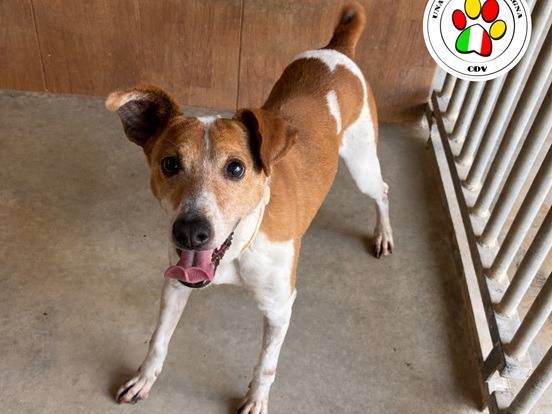 Adozione cane, maschio, Jack Russell Terrier Razza sconosciuta, 4 anni e 2 mesi, taglia piccola, Milano