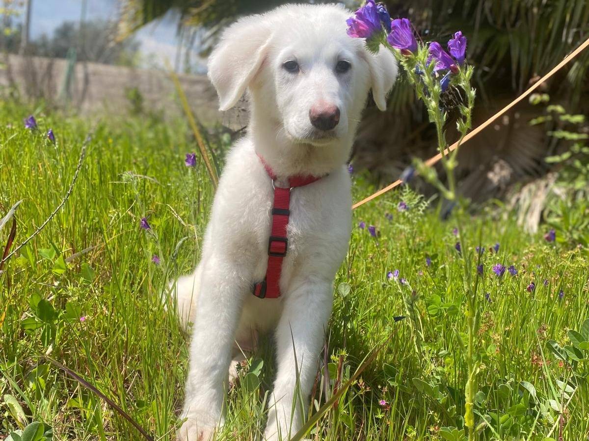 Adozione cane, maschio, Razza sconosciuta Razza sconosciuta, 5 mesi, taglia media, Siracusa