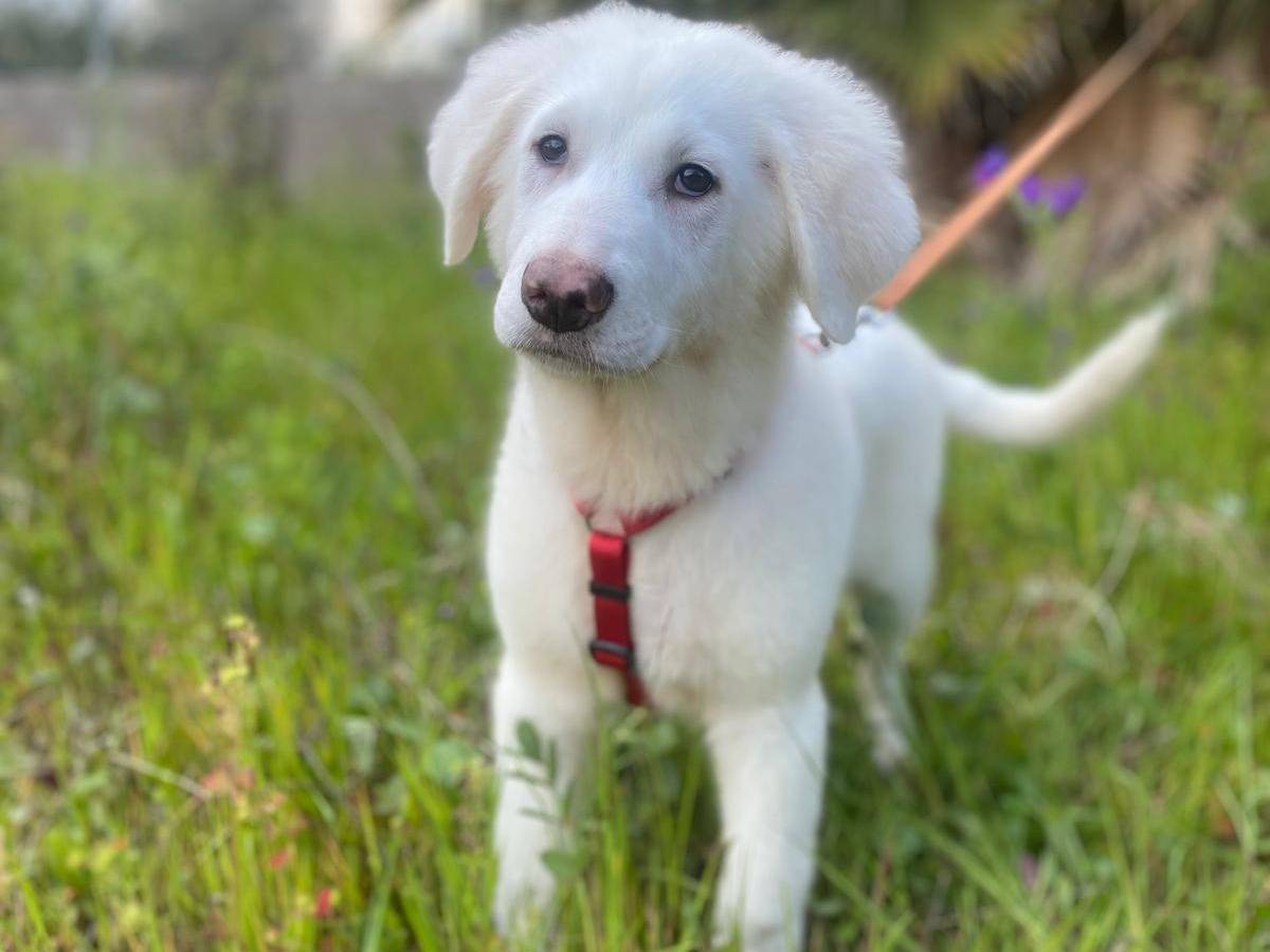 Adotta un cane, maschio, 5 mesi, Siracusa
