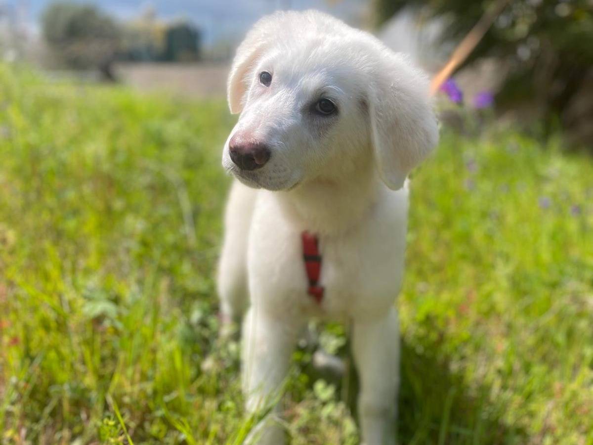 Adotta un cane, taglia media, maschio, Siracusa
