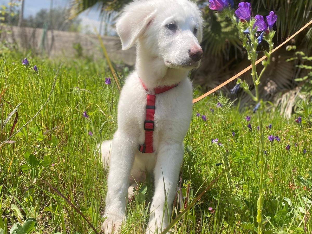 Vuoi adottare un cane a Siracusa?