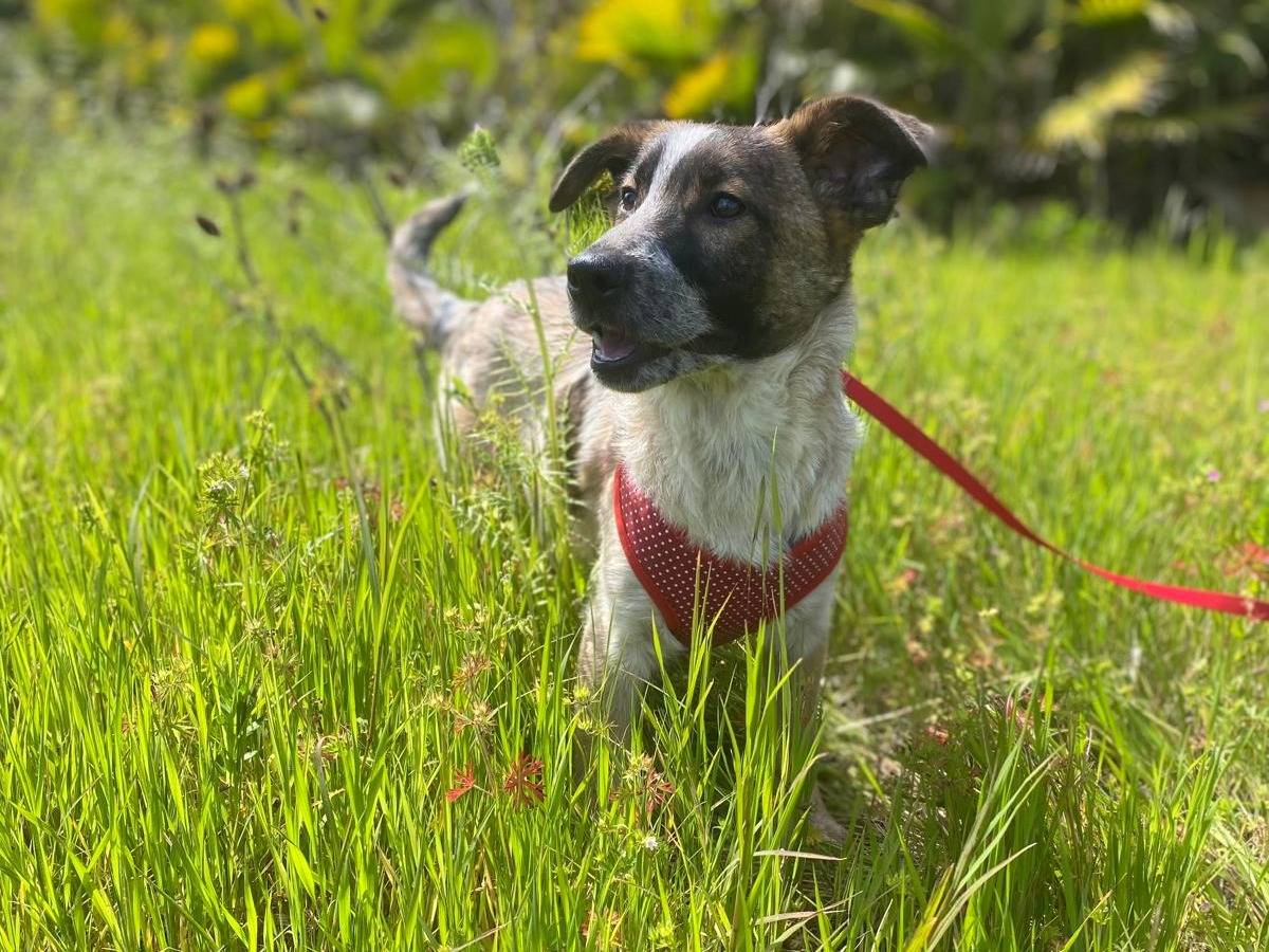 Vuoi adottare un cane a Siracusa?