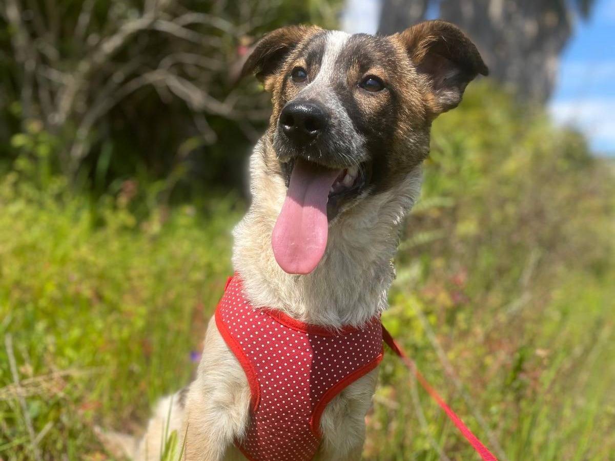 Adotta il cane LINA a Siracusa