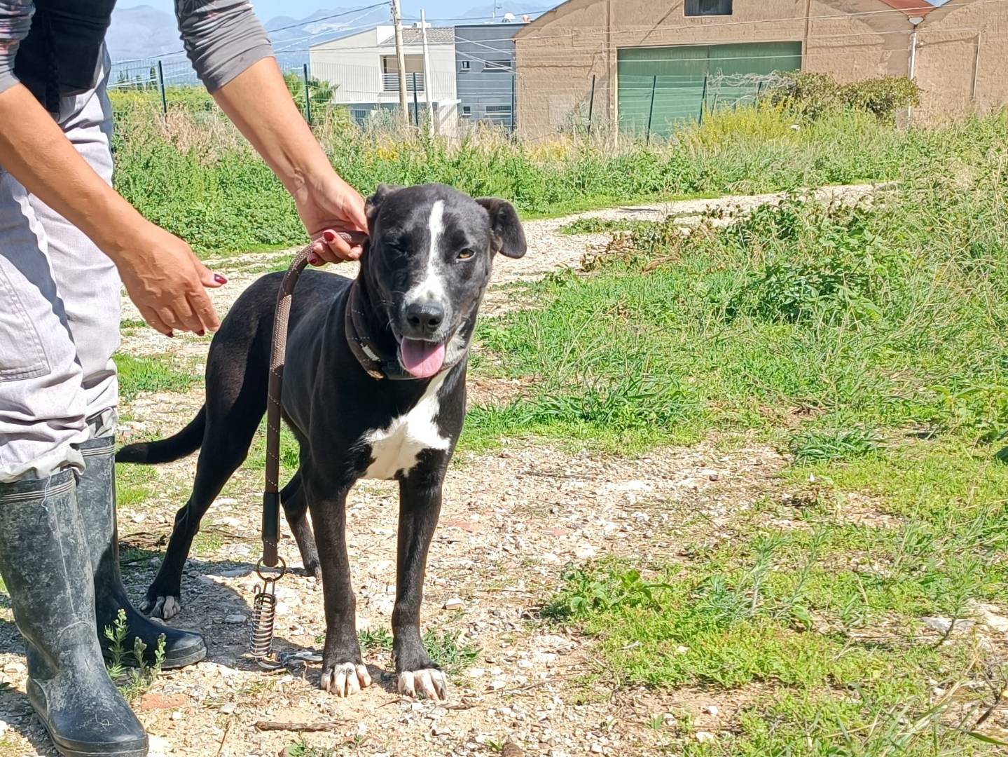 Adozione cane, femmina, Razza sconosciuta Razza sconosciuta, 1 anno e 3 mesi, taglia media, Trapani
