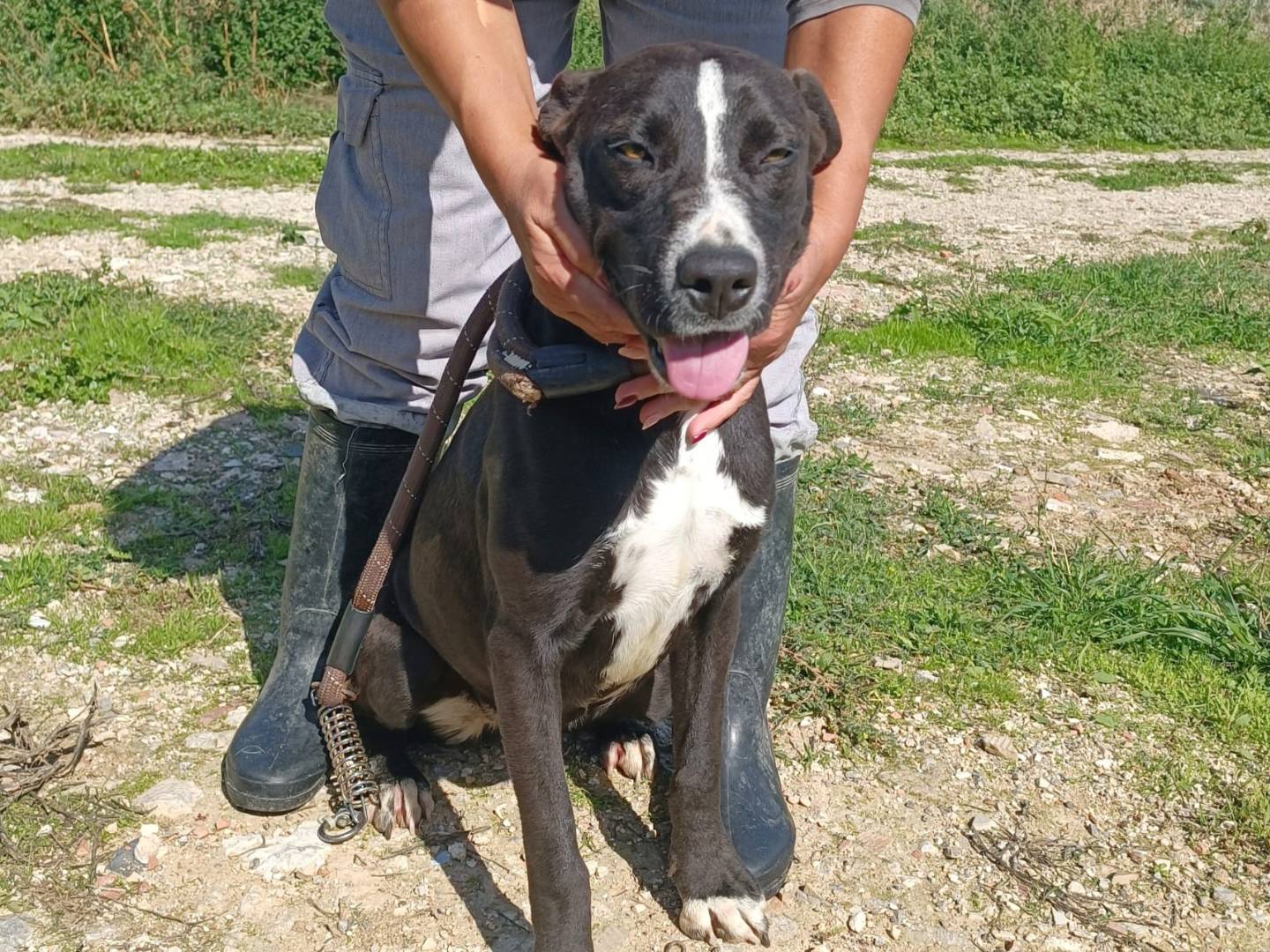 Adotta un cane, femmina, 1 anno e 3 mesi, Trapani