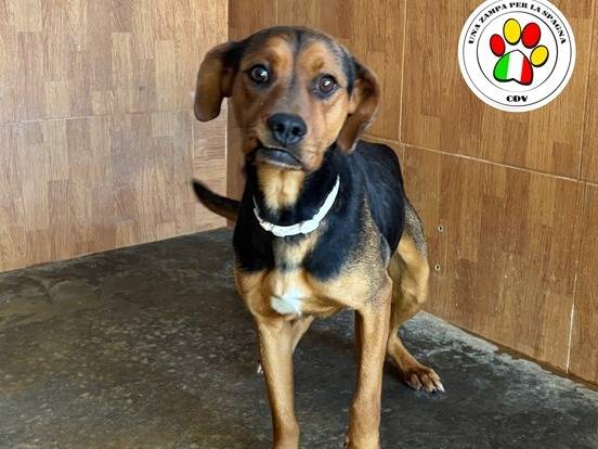 Adozione cane, maschio, Razza sconosciuta Razza sconosciuta, 3 anni, taglia media contenuta, Milano