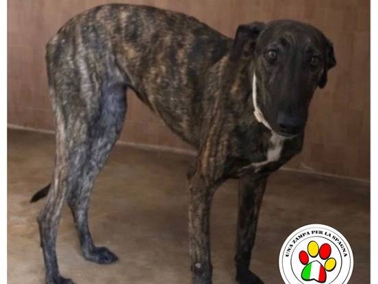 Adozione cane, femmina, Levriero Spagnolo (Galgo) Razza sconosciuta, 1 anno e 2 mesi, taglia media, Milano
