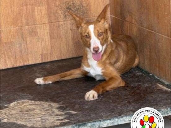 Adozione cane, femmina, Razza sconosciuta Razza sconosciuta, 1 anno e 3 mesi, taglia piccola, Milano