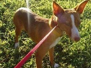 Adotta un cane, femmina, 1 anno e 3 mesi, Milano