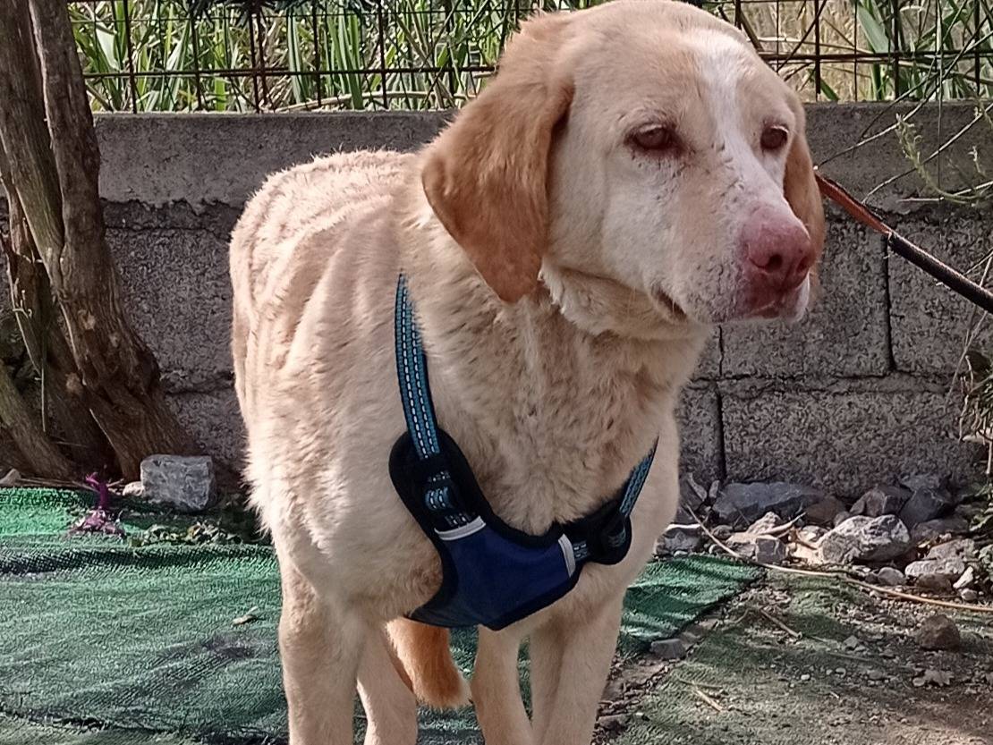 Vuoi adottare un cane a Cosenza?