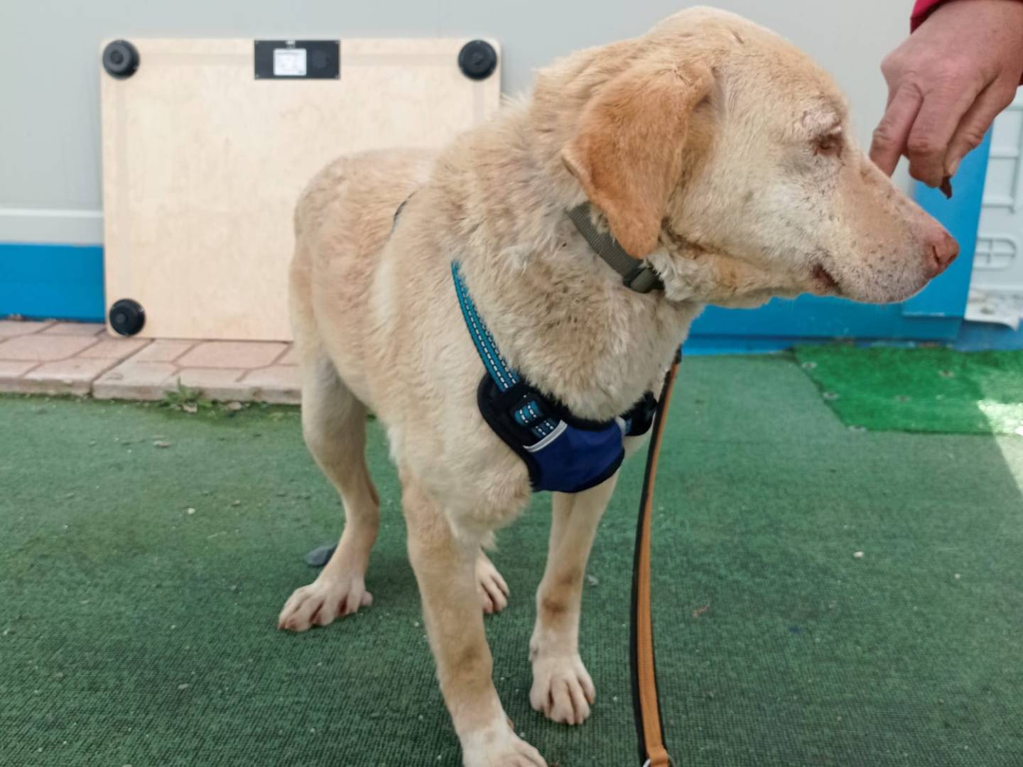 Adotta il cane Gina a Cosenza