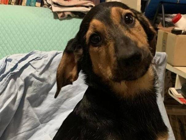 Vuoi adottare un cane a Cosenza?