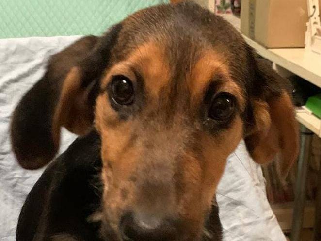 Vuoi adottare un cane a Cosenza?