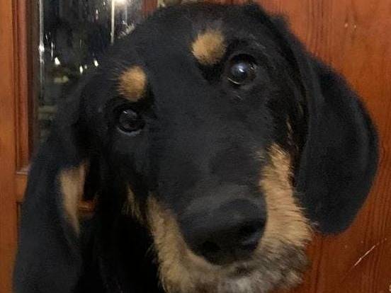 Vuoi adottare un cane a Cosenza?