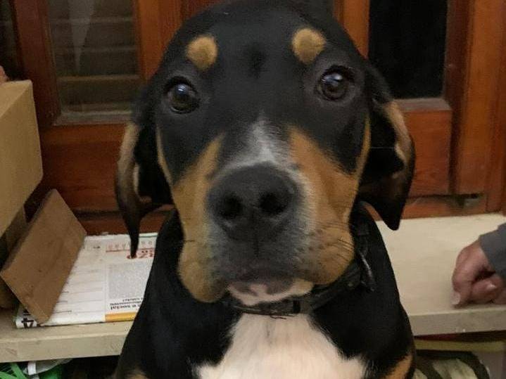 Adozione cane, maschio, Razza sconosciuta Razza sconosciuta, 4 mesi, taglia media contenuta, Cosenza