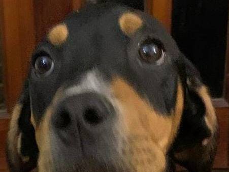 Vuoi adottare un cane a Cosenza?