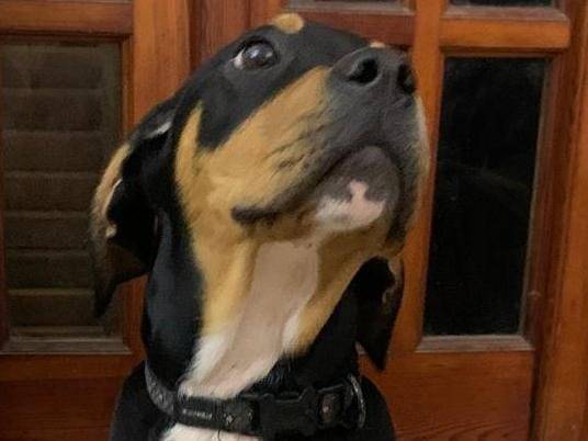 Adotta il cane Willis a Cosenza