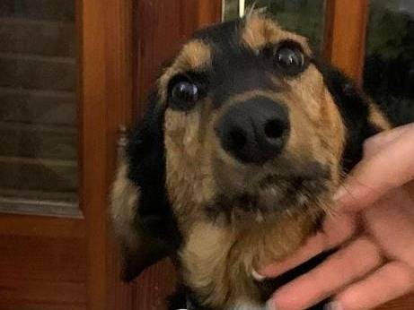 Adotta il cane Milly a Cosenza