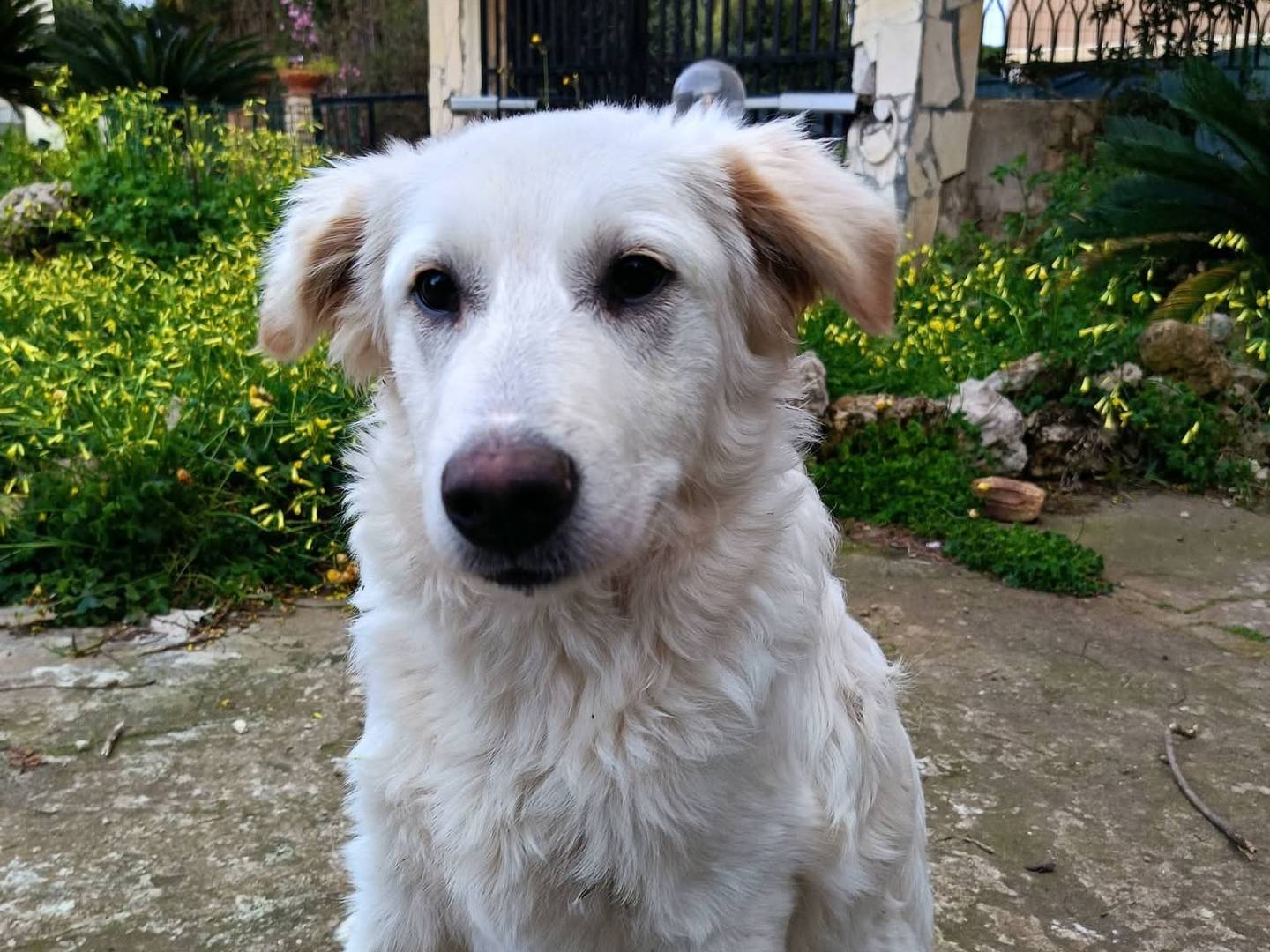 Adotta il cane ATHOS a Siracusa